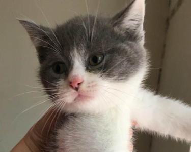 英短梵花配蓝猫可以出蓝白么