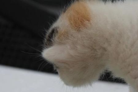 茶杯猫10元一只什么样子