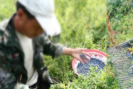 蓝莓多久换一次土