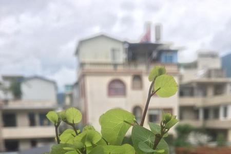 山乌龟是保护植物吗