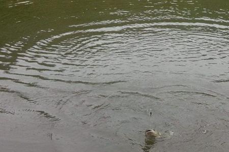 春雨夜钓效果