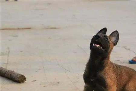 小马犬可不可以吃盐