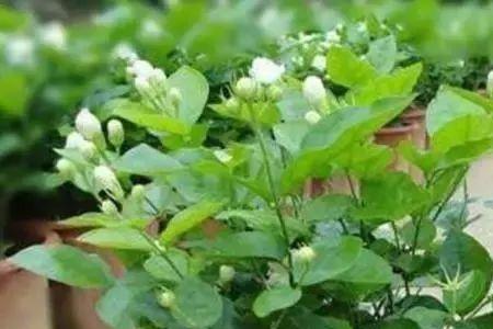 茉莉花期多少天