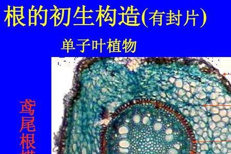 中柱鞘是初生结构还是次生结构