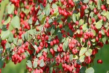 栒子木是什么木材