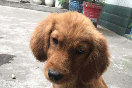 宽嘴金毛长大的样子