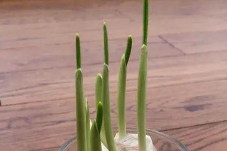 水培蒜黄根腐烂了怎么治