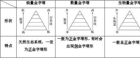 生态金字塔的主要内容