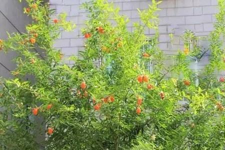 富贵满堂适合种院子里吗