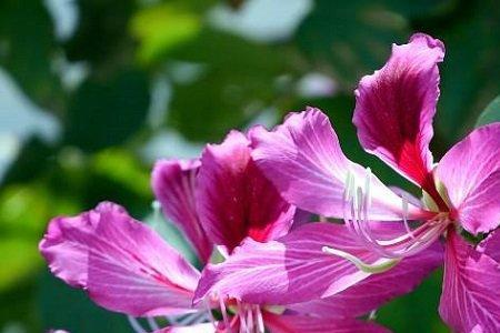 雅安市花是什么