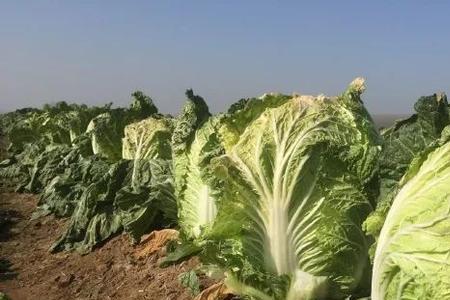 大白菜亩种多少棵