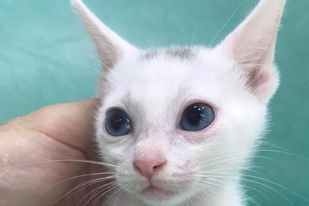 萌猫乐购合法吗