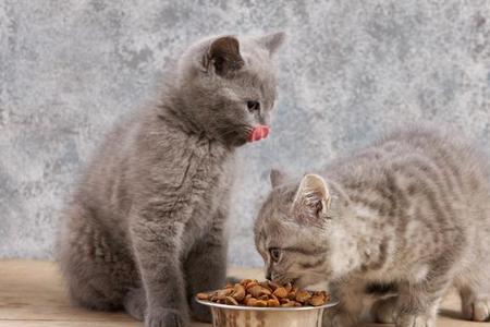 猫吃猫粮少了是怎么回事