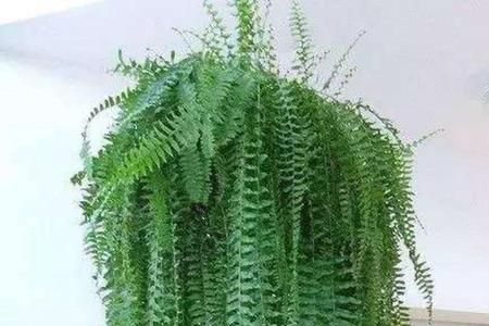 波士顿蕨用什么样花盆