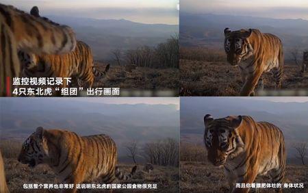 吉林珲春怎么那么多东北虎