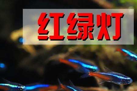 白云金丝和红绿灯哪个好养