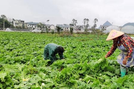 叶菜平均亩产量多少公斤