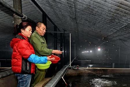 工厂化养殖叉尾鱼可以吗