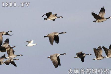 一排大雁往南飞叮咛的意思