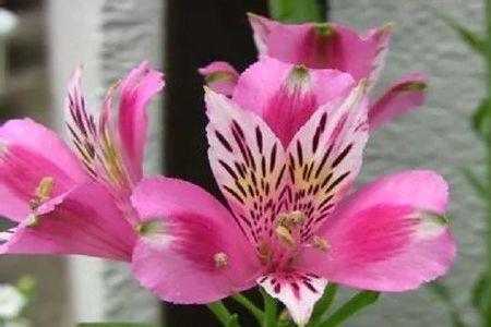 花是一种什么物质