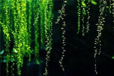 草长莺飞的意思