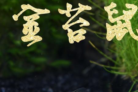 青苔鼠会不会咬孔雀鱼
