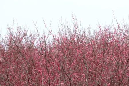 句容唐陵村梅花景点门票多少钱