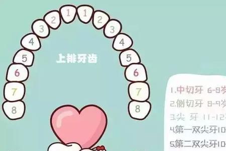 婴儿出牙顺序及时间图