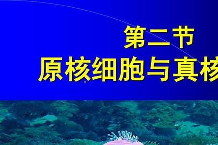 真核物是什么