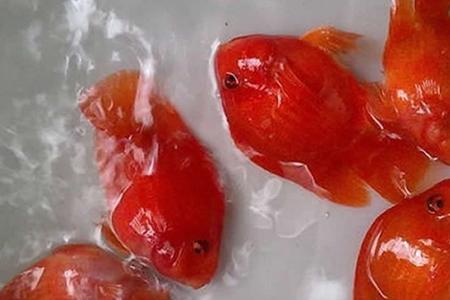 红鹦鹉怎么放鱼缸里