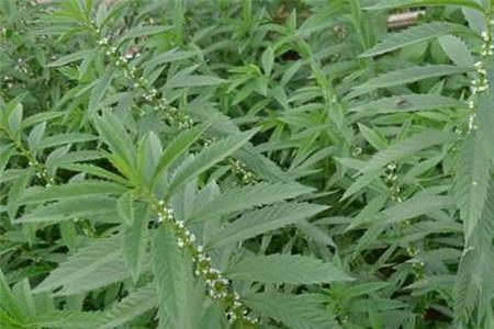 地笋可以蒸吗