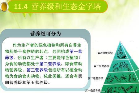 生态金字塔的主要类型及特点