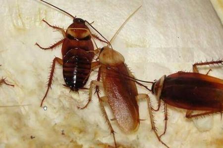 蟑螂什么时候形成的生物