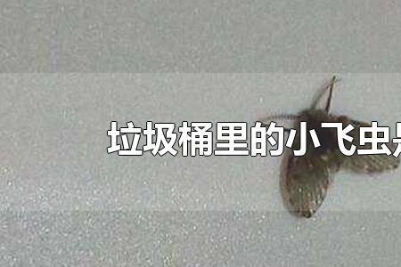 办公室小飞虫如何彻底消除