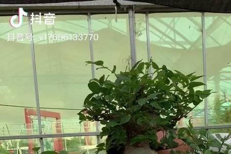 青檀盆景的优缺点