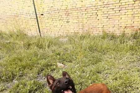 母马犬几个月能生崽