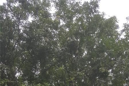 皂角树什么时候有的