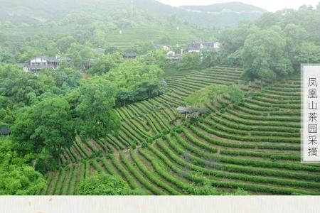 怎样识别凤凰单枞蜜兰香的优劣
