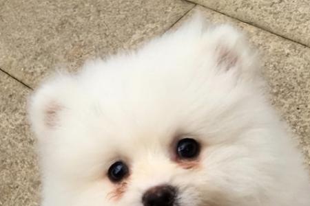 如何正确按压狗狗泪囊