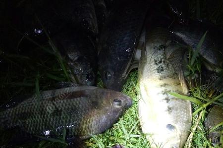 秋季野钓罗非钓浅水还是钓深水