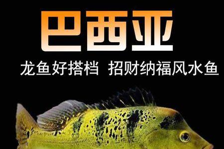 观赏龙虾可以和观赏鱼混养吗