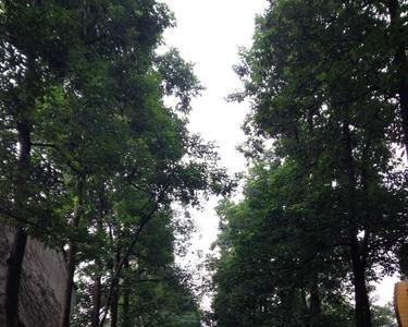 重庆医科大学学风怎么样