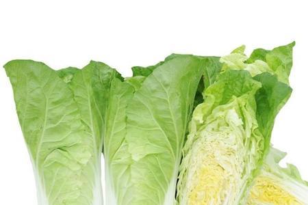 高山毛白菜是什么品种
