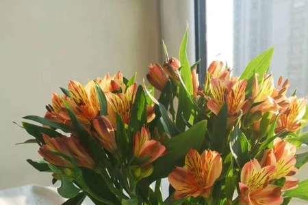 水仙百合鲜切花怎么养