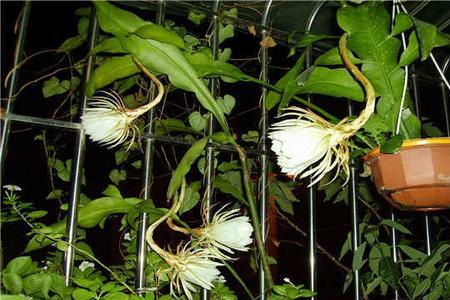 家里出现优昙花好吗