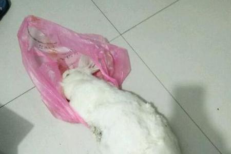 出生10天的兔子母兔一天喂几次奶