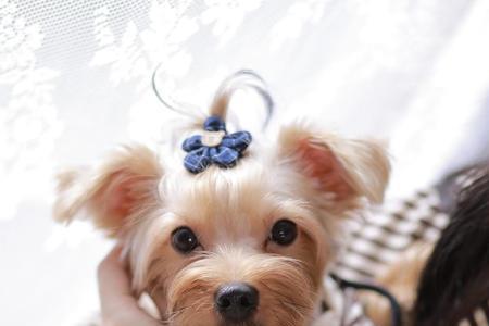 约克夏小型犬能自己生小宝宝
