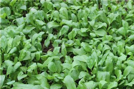 菠菜国家标准发芽率