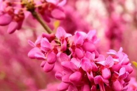 一朵朵什么山花