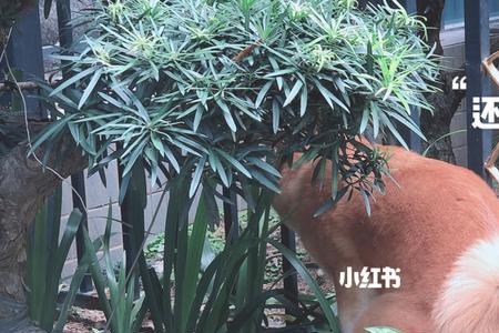 微月秋田值得购买吗